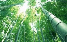 綠色竹，太陽光線 高清桌布