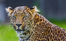 綠色的眼睛豹，捕食者，臉 高清桌布