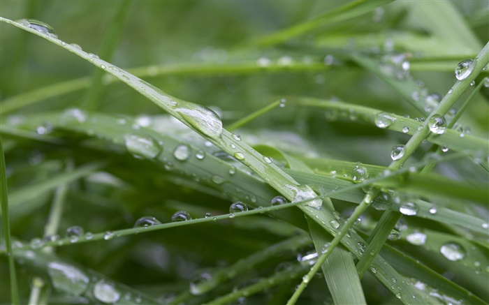 綠草如茵，雨後，水滴 桌布 圖片