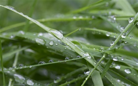綠草如茵，雨後，水滴 高清桌布