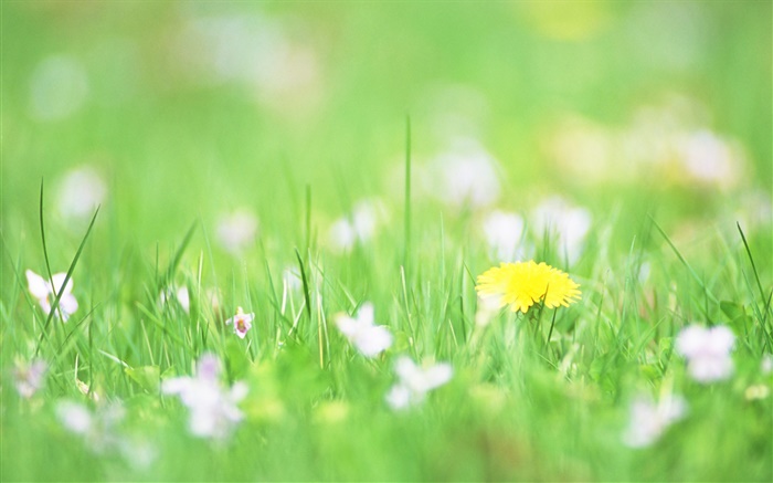 綠草，黃花，背景虛化 桌布 圖片