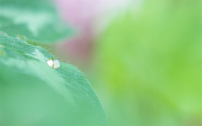 綠葉宏，水滴，背景虛化 桌布 圖片