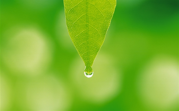 綠葉，水滴，背景虛化 桌布 圖片
