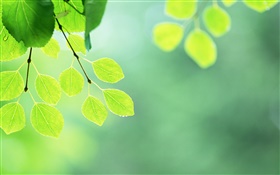 綠色樹葉，樹枝，水滴 高清桌布