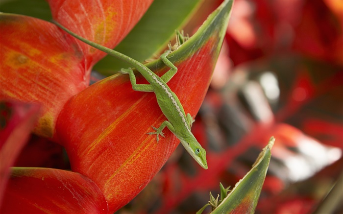 綠蜥蜴，紅色的花瓣 桌布 圖片