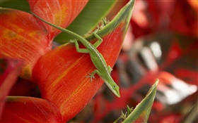 綠蜥蜴，紅色的花瓣 高清桌布