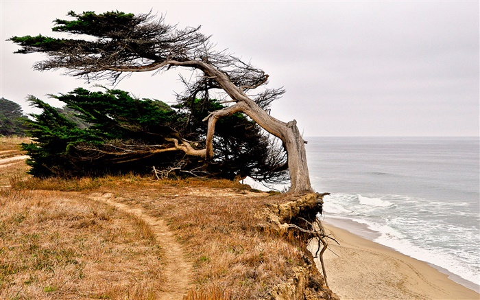 半月灣，加利福尼亞州，美國，海岸，樹 桌布 圖片