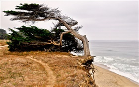 半月灣，加利福尼亞州，美國，海岸，樹