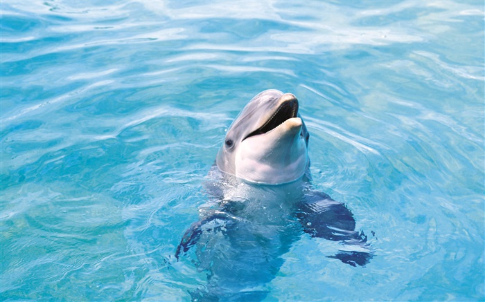快樂的海豚，藍色的海 桌布 圖片