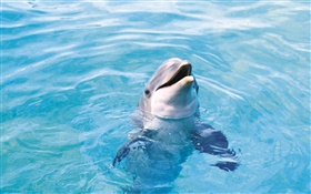 快樂的海豚，藍色的海 高清桌布