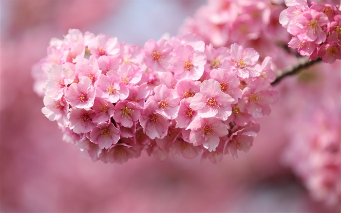 日本櫻花，樹枝，粉紅色的花朵，背景虛化 桌布 圖片