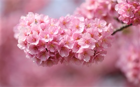 日本櫻花，樹枝，粉紅色的花朵，背景虛化
