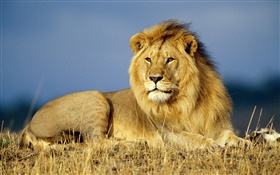 森林之王，獅子特寫 高清桌布