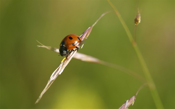 瓢蟲，草，背景虛化 桌布 圖片