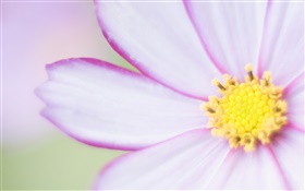 淺紫色花的特寫，花瓣 高清桌布