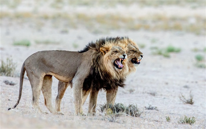 獅子，非洲 桌布 圖片