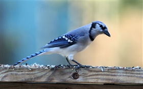 孤獨的藍鳥 高清桌布