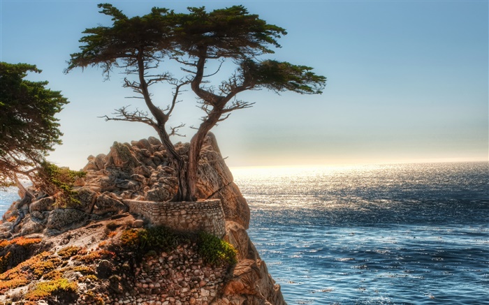 孤獨的樹，懸崖，海岸 桌布 圖片
