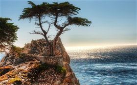 孤獨的樹，懸崖，海岸 高清桌布