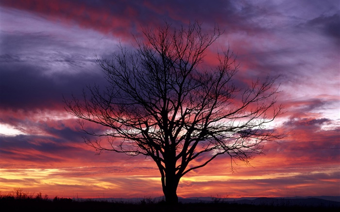 孤獨的樹，剪影，紫色的天空，黃昏 桌布 圖片