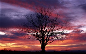 孤獨的樹，剪影，紫色的天空，黃昏