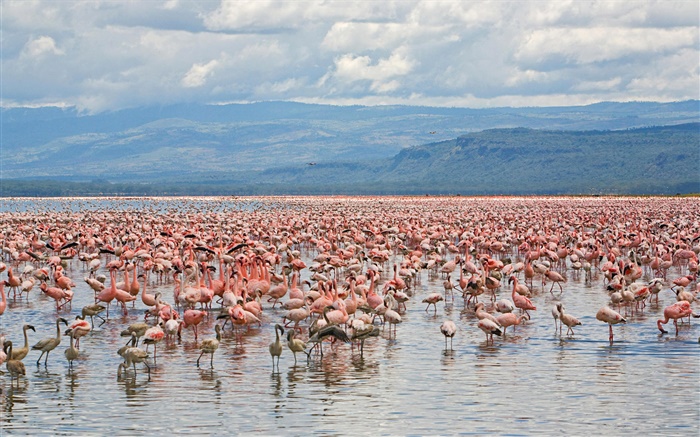 許多火烈鳥，納庫魯湖國家公園，肯尼亞 桌布 圖片