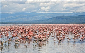 許多火烈鳥，納庫魯湖國家公園，肯尼亞 高清桌布