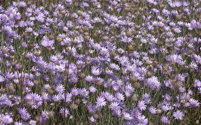 許多野生紫色的花朵 桌布 圖片