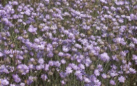 許多野生紫色的花朵