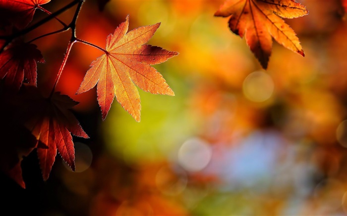 楓葉特寫，紅色，背景虛化，秋天 桌布 圖片