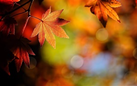楓葉特寫，紅色，背景虛化，秋天 高清桌布
