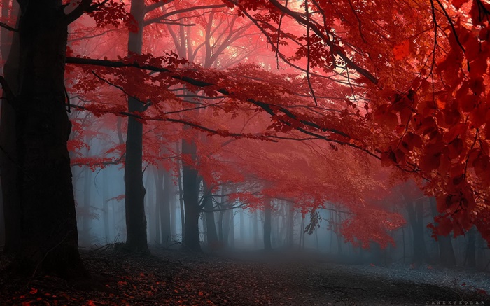 霧，森林，樹木，秋天，紅葉 桌布 圖片