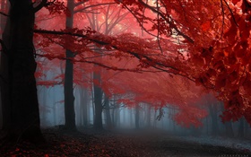 霧，森林，樹木，秋天，紅葉 高清桌布