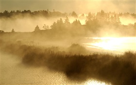 清晨，黎明，流，草，霧