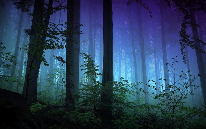 早晨，森林，樹木，霧 桌布 圖片