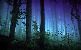 早晨，森林，樹木，霧 高清桌布