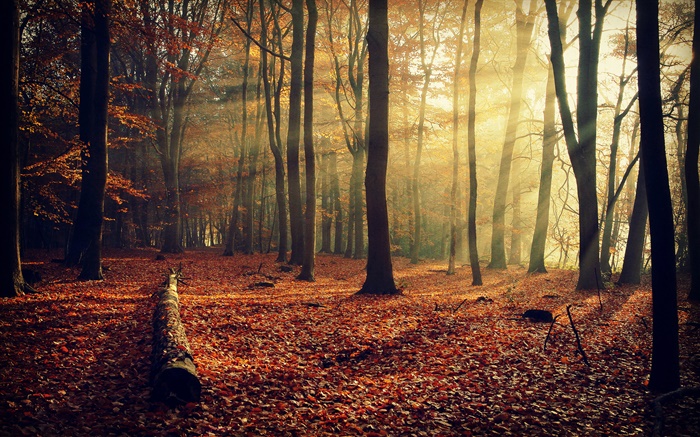 清晨的陽光，森林，樹木，秋天 桌布 圖片