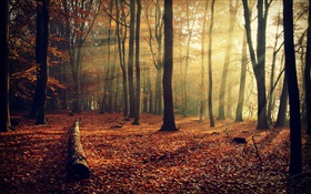 清晨的陽光，森林，樹木，秋天 高清桌布