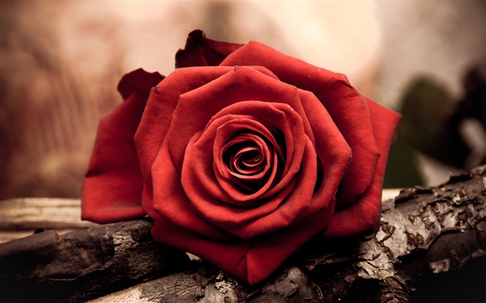一個紅色特寫玫瑰花 桌布 圖片