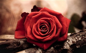 一個紅色特寫玫瑰花 高清桌布