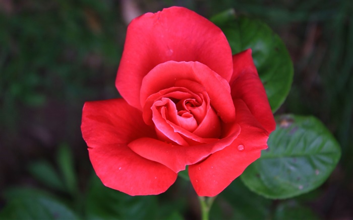一個紅色的玫瑰花 桌布 圖片