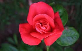 一個紅色的玫瑰花 高清桌布