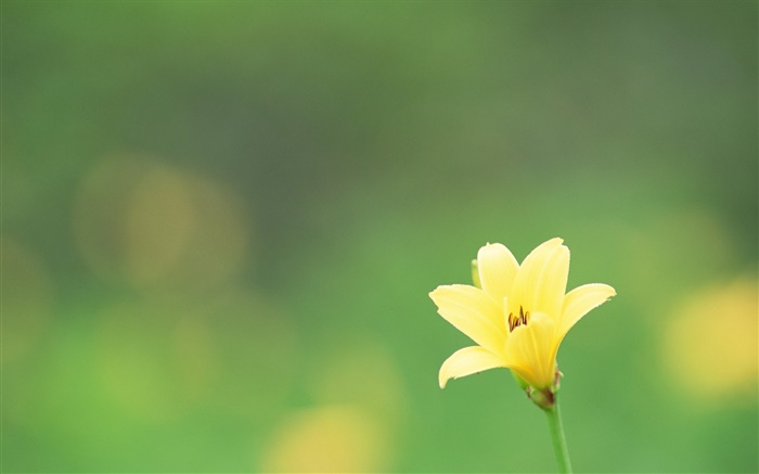 一個黃色的花，綠色背景 桌布 圖片