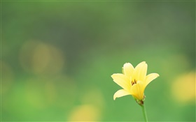 一個黃色的花，綠色背景