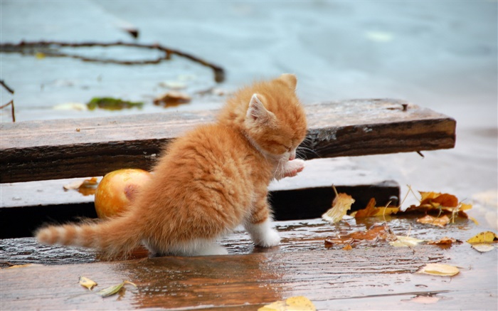 橙色小貓，秋天，樹葉 桌布 圖片