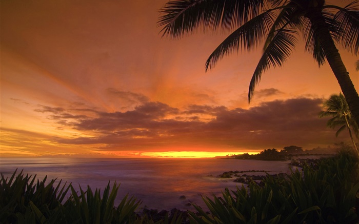 棕櫚樹，海岸，海，紅色的天空，夕陽 桌布 圖片