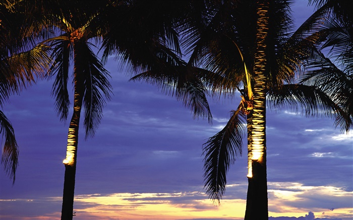 棕櫚樹，晚上，燈 桌布 圖片