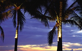 棕櫚樹，晚上，燈 高清桌布