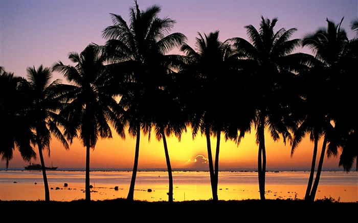 棕櫚樹，剪影，日落，海，船 桌布 圖片