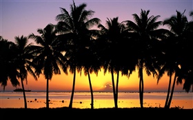 棕櫚樹，剪影，日落，海，船 高清桌布